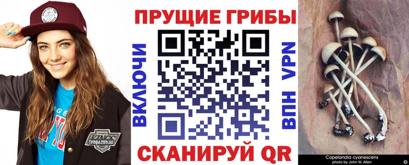 Галлюциногенные грибы прущие грибы  Купить закладки  Севск 